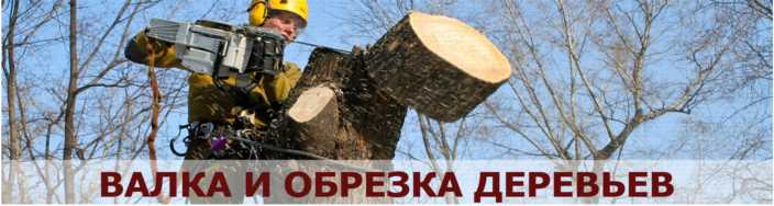 Валка деревьев в Барнауле